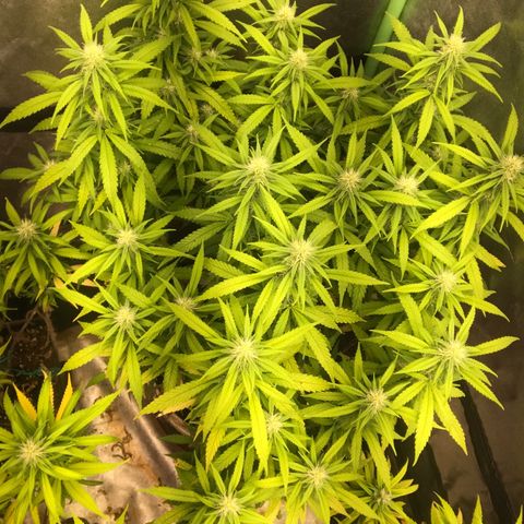 Power plant/royal vip rose/bubblegum/Jack la mota/ power plant #1 growlog photo: Es la onda 