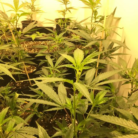 Jack la mota y bubblegum y royal vip rose y power plant  growlog photo: Hermosuras de planta