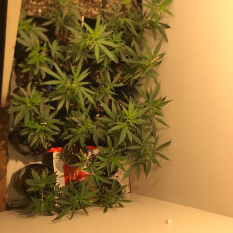 Jack la mota y bubblegum y royal vip rose y power plant  growlog photo: Hermosuras de planta