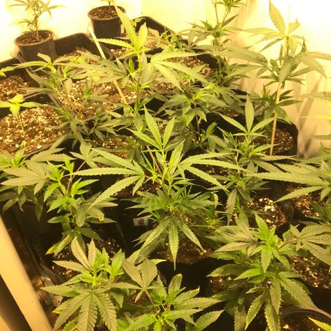 Jack la mota y bubblegum y royal vip rose y power plant  growlog photo: Hermosuras de planta