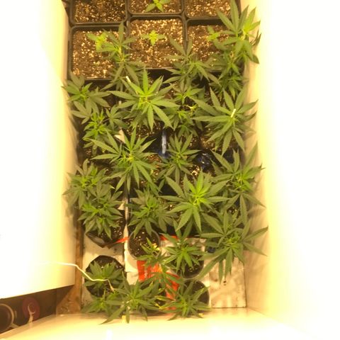 Jack la mota y bubblegum y royal vip rose y power plant  growlog photo: Hermosuras de planta