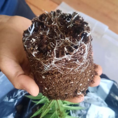 Jack la mota y bubblegum y royal vip rose y power plant  growlog photo: Pancito