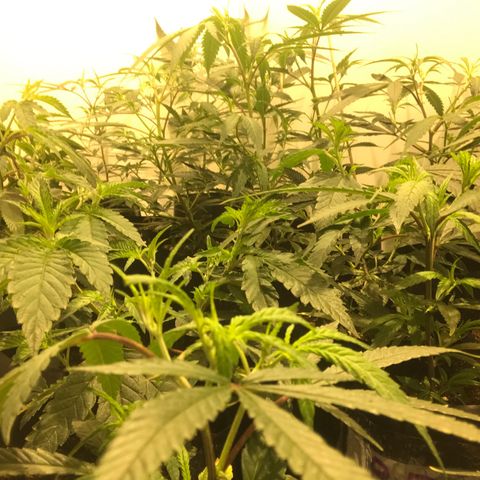 Jack la mota y bubblegum y royal vip rose y power plant  growlog photo: Nuevos cambios de maceta 
Espacio lleno viernes cambio de maceta y poda