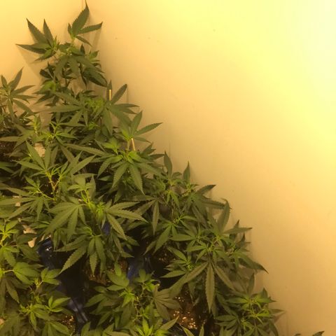 Jack la mota y bubblegum y royal vip rose y power plant  growlog photo: Nuevos cambios de maceta 
Espacio lleno viernes cambio de maceta y poda
