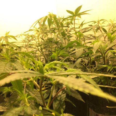 Jack la mota y bubblegum y royal vip rose y power plant  growlog photo: Nuevos cambios de maceta 
Espacio lleno viernes cambio de maceta y poda