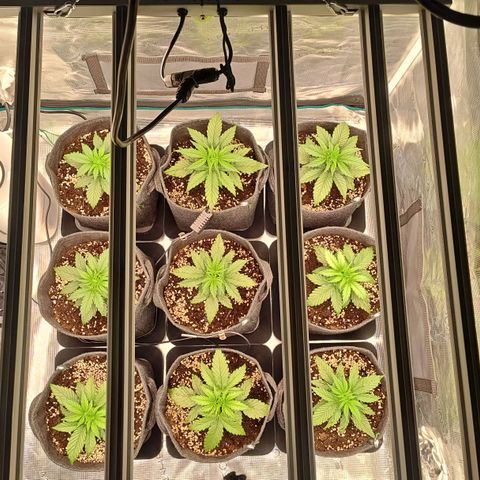 Medusa F1 growlog photo: La più piccola è 13 cm mentre la più grande 16 cm.