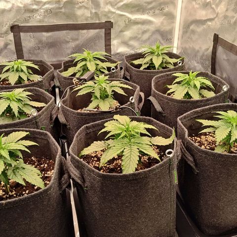 Medusa F1 growlog timeline photo