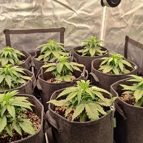Medusa F1 growlog photo: 25 giorni