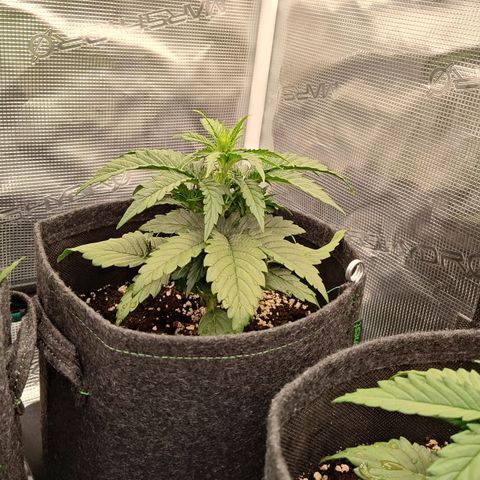 Medusa F1 growlog photo: 25 giorni