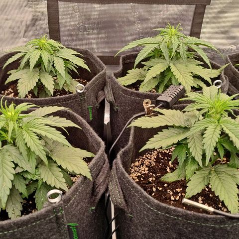 Medusa F1 growlog photo: 25 giorni
