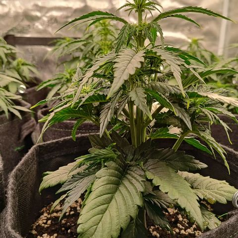 Medusa F1 growlog photo: Le piante vanno dai 26 ai 28 cm.