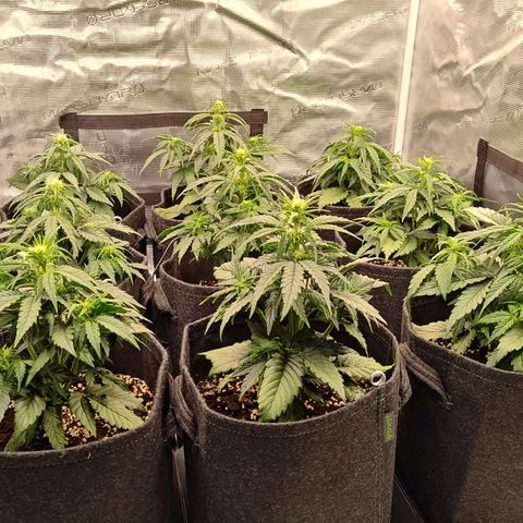 Medusa F1 growlog photo: Le piante vanno dai 26 ai 28 cm.