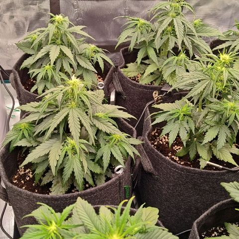 Medusa F1 growlog photo: Le piante vanno dai 26 ai 28 cm.