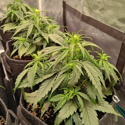 Medusa F1 growlog photo: Le piante vanno dai 26 ai 28 cm.