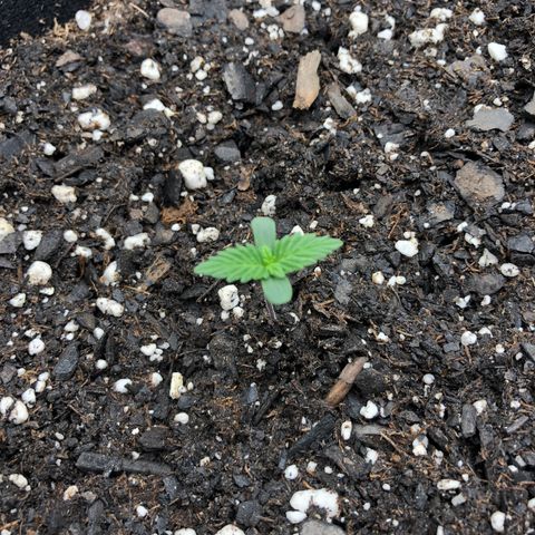 21-01 (Northern Lights) growlog timeline photo