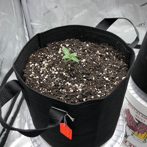 21-01 (Northern Lights) growlog timeline photo