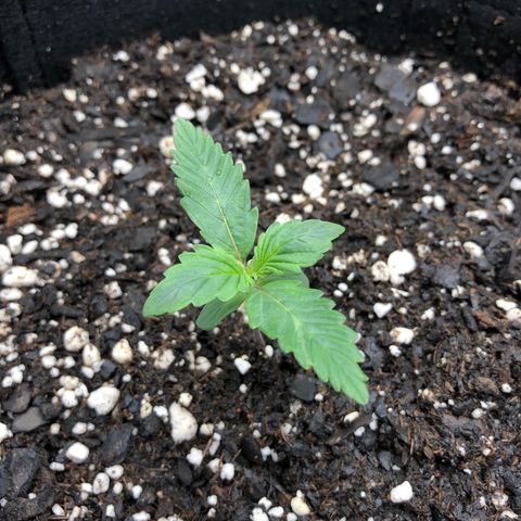 21-01 (Northern Lights) growlog timeline photo