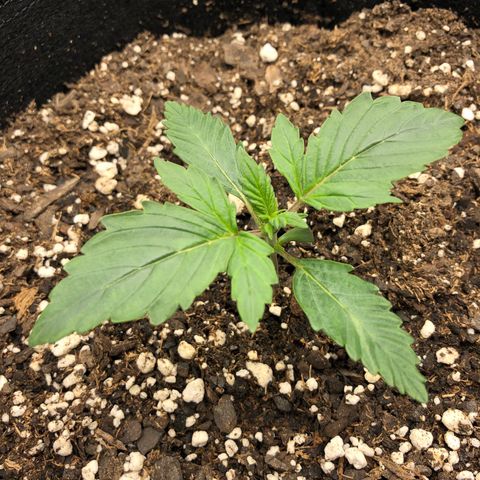 21-01 (Northern Lights) growlog timeline photo