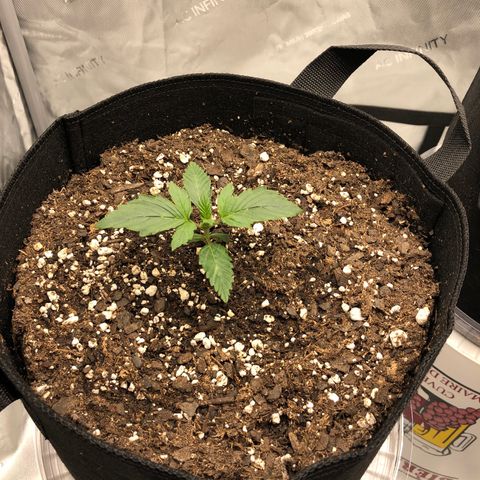21-01 (Northern Lights) growlog timeline photo