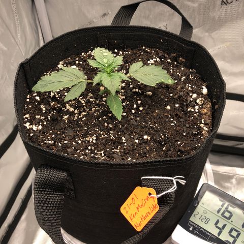 21-01 (Northern Lights) growlog timeline photo