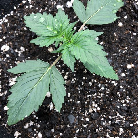 21-01 (Northern Lights) growlog timeline photo