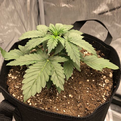 21-01 (Northern Lights) growlog timeline photo