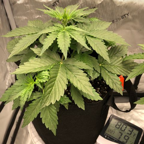 21-01 (Northern Lights) growlog timeline photo