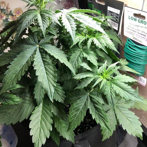 21-01 (Northern Lights) growlog timeline photo