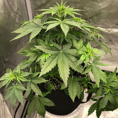 21-01 (Northern Lights) growlog timeline photo