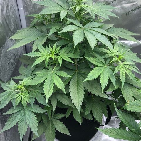 21-01 (Northern Lights) growlog timeline photo