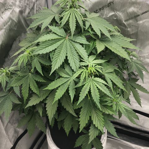 21-01 (Northern Lights) growlog timeline photo
