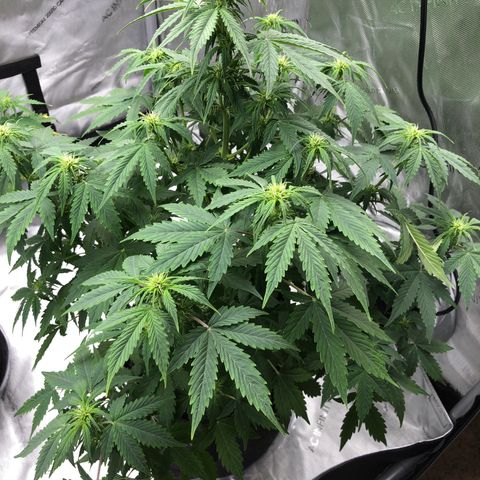 21-01 (Northern Lights) growlog timeline photo