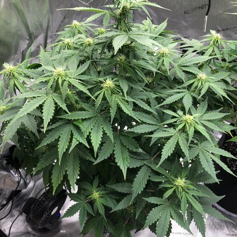 21-01 (Northern Lights) growlog timeline photo