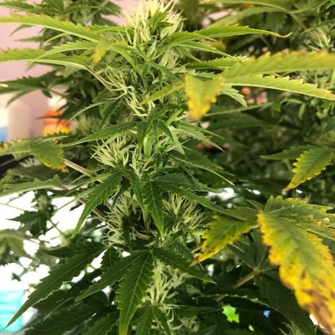 21-01 (Northern Lights) growlog timeline photo