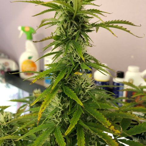 21-01 (Northern Lights) growlog timeline photo