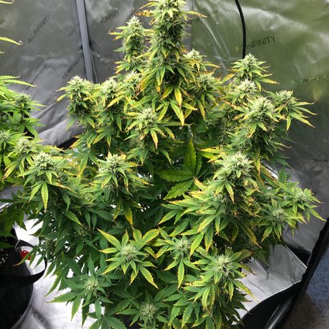 21-01 (Northern Lights) growlog timeline photo
