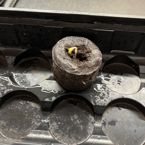 Pure Tranquility grow #2 growlog photo: First appearance of shoots. 