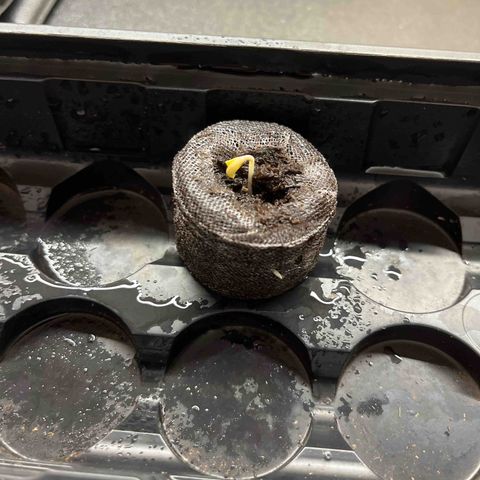 Pure Tranquility grow #2 growlog timeline photo