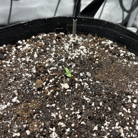 Pure Tranquility grow #2 growlog timeline photo