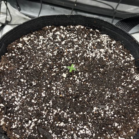 Pure Tranquility grow #2 growlog timeline photo