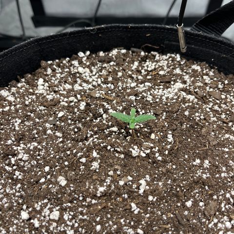 Pure Tranquility grow #2 growlog photo: Second set of true leaves appear