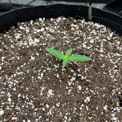Pure Tranquility grow #2 growlog timeline photo
