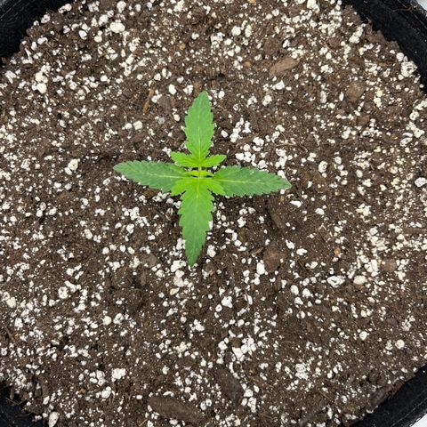 Pure Tranquility grow #2 growlog timeline photo
