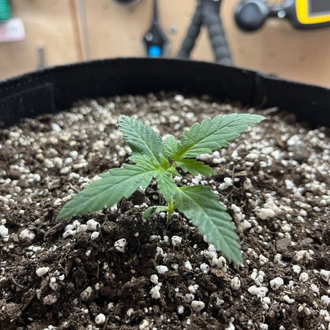 Pure Tranquility grow #2 growlog timeline photo