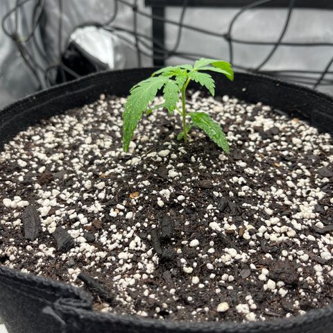 Pure Tranquility grow #2 growlog timeline photo