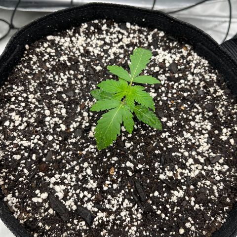 Pure Tranquility grow #2 growlog timeline photo