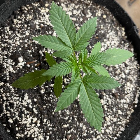 Pure Tranquility grow #2 growlog timeline photo