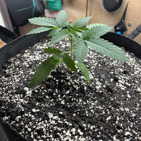 Pure Tranquility grow #2 growlog timeline photo