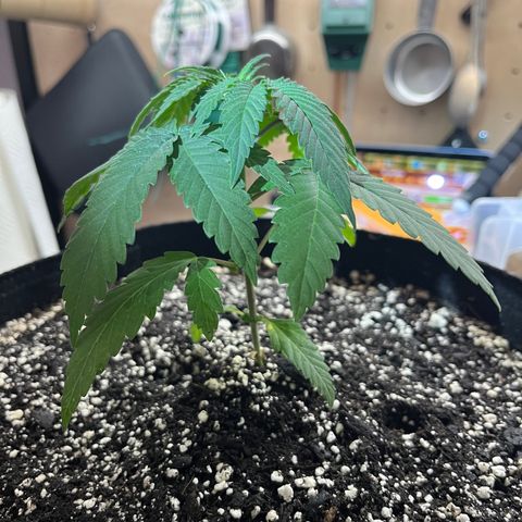 Pure Tranquility grow #2 growlog timeline photo