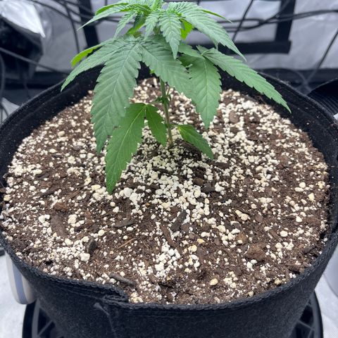 Pure Tranquility grow #2 growlog timeline photo